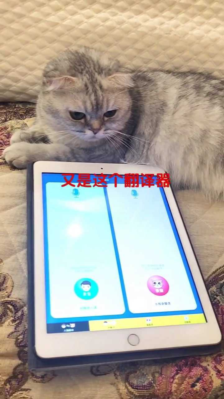 猫语翻译器免费版_猫语翻译器免费版在线