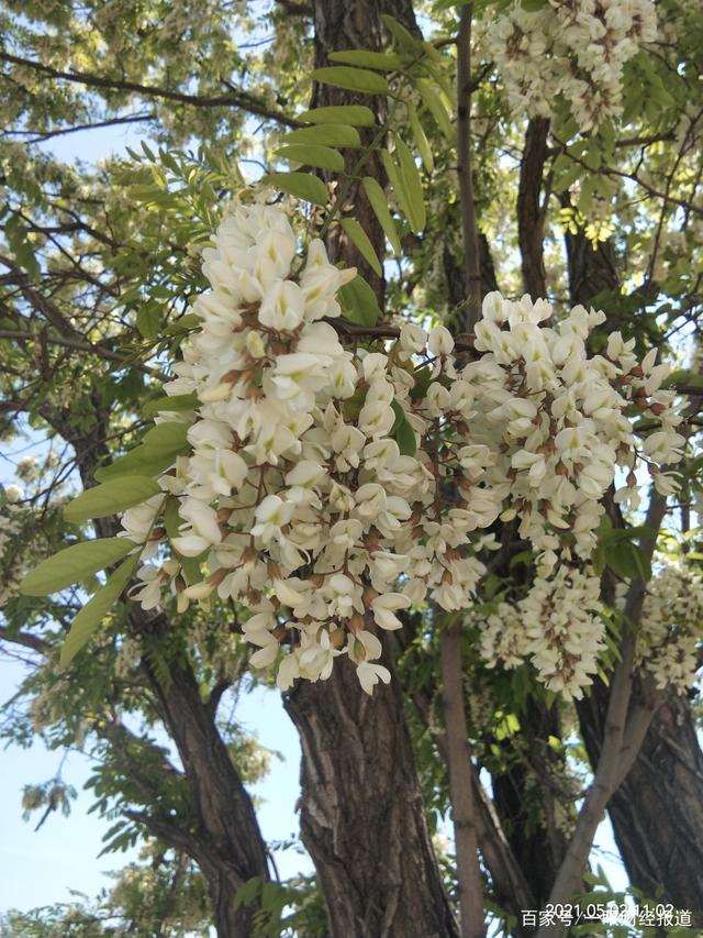 小学语文课文槐花树图片(小学语文课文槐花树)