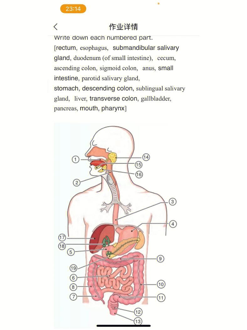 医学英文翻译_医学英文翻译 段落